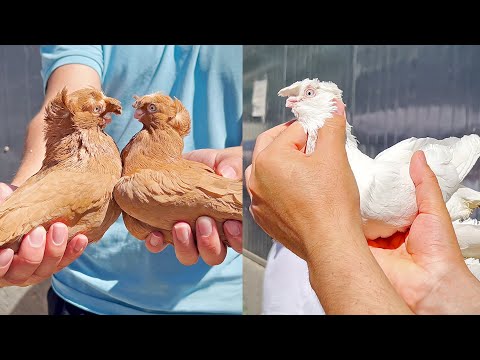 Видео: Птичий рынок г. Ташкент - ГОЛУБИ (04.05.2025)