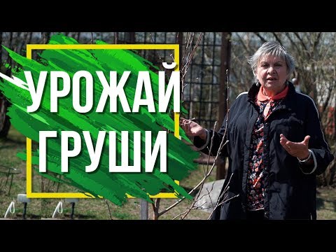 Видео: Почему не плодоносит Груша 🍐 Советы По Уходу За Плодовым Деревом интернет магазин дача