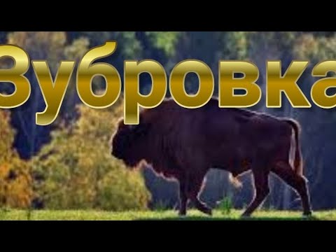 Видео: Настойка из Еживики. НАСТОЙКА ДЛЯ ДАМ!! Зубровка.