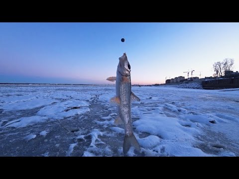 Видео: Рыбалка на Конька | Река Зея