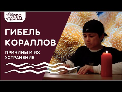 Видео: ПОЧЕМУ ГИБНУТ КОРАЛЛЫ? Как устранить основные причины некроз ткани у акропоры