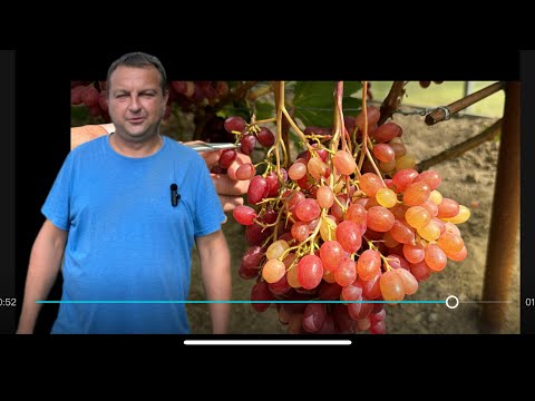 Видео: #24/08 часть 1/2. Беларусь. В гостях на винограднике Юрия Новикова. г.Полоцк.