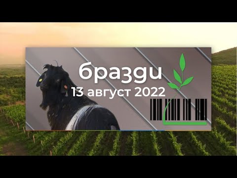 Видео: Избрано от „Бразди“: Отглеждането на гъби шийтаке – 13.08.2022 по БНТ