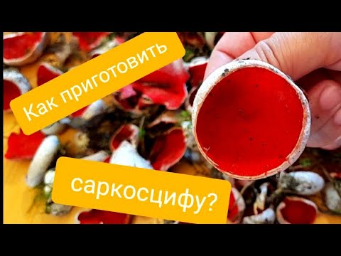 Видео: Как приготовить саркосцифу вкусно 😋? Салат с весенними грибами!