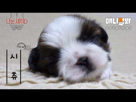 Видео: Я 22-дневный малыш Ши-тцу [Животное SBS, Я РЕБЕНОК, 40-е издание]
