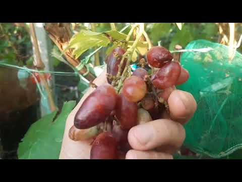 Видео: Будете в шоке. Треск ягод после ливней на столовых сортах.