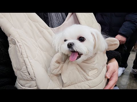 Видео: Щенок с гибким содержанием 100 000 вон за минуту до приезда Pet Fair в Ильсан.