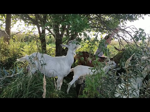 Видео: Когда можно покрывать молодых козочек первый раз?