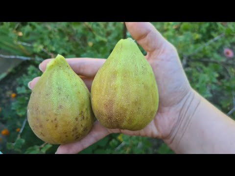 Видео: ГИГАНТСКИЙ ИНЖИР дома!