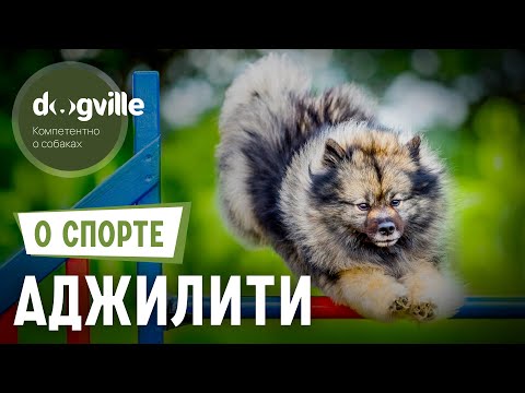 Видео: Аджилити – О спорте