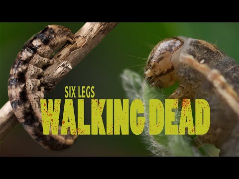 Видео: Марш смерти зомби-гусениц.