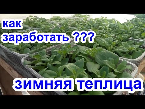 Видео: ЗИМНЯЯ ТЕПЛИЦА ИРКУТСК 89086553950