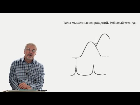 Видео: Евсеев А.В. Нормальная физиология. Лекция №9. Типы мышечных сокращений, гладкая мышца, нейрон.2023