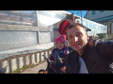 Видео: Состояние урожая в теплицах на ноябрь 2021