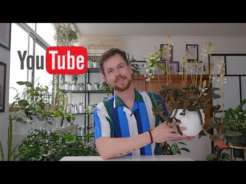 Видео: Лудизия. Полный уход. Мой опыт выращивания драгоценной орхидеи.