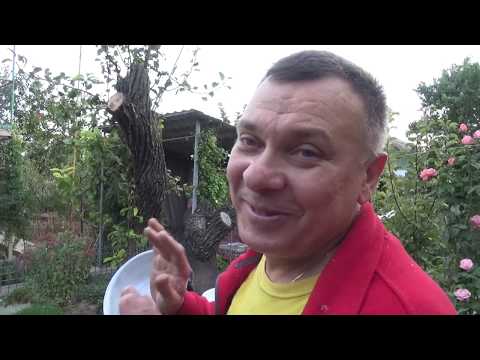 Видео: Николаевские голуби. Любовь к голубям.