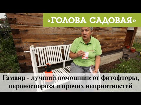 Видео: Голова садовая - Гамаир - лучший помощник от фитофторы, пероноспороза и прочих неприятностей