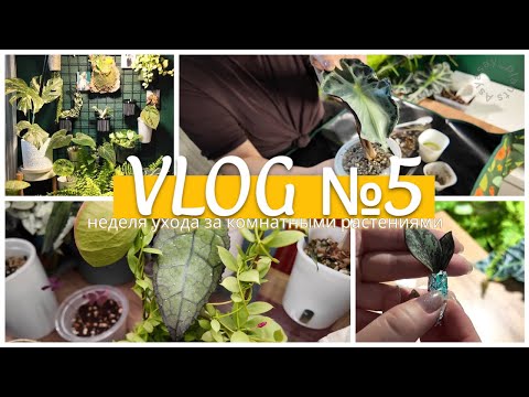 Видео: ВЛОГ №5 | Неделя ухода за КОМНАТНЫМИ РАСТЕНИЯМИ