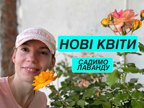 Видео: ШТАМБОВА троянда - лаванда і лавандин