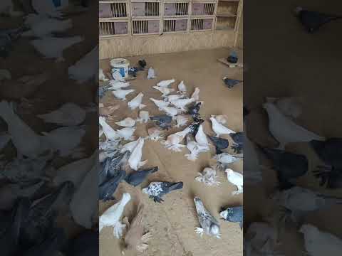 Видео: 31 октября 2025 г.