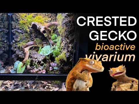 Видео: Строительство биоактивного вивария для хохлатого геккона