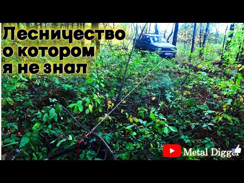 Видео: Лесничество в котором никто до меня не копал чермет