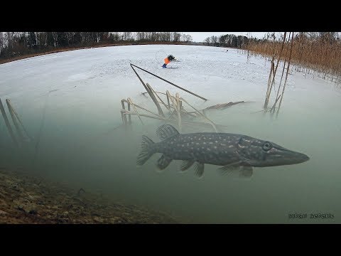 Видео: ЖЕРЛИЦЫ! Крупная ЩУКА на Окуня! Зимняя рыбалка 2020