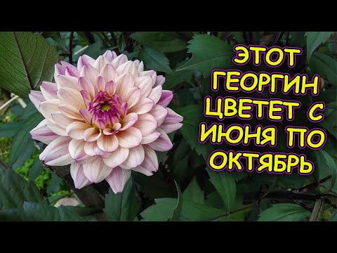 Видео: Этот сорт георгина может цвести с июня и до заморозков. Как выращивать георгины. Далия сорт Флешбек.