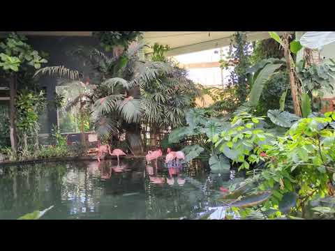 Видео: 05.11.2025 Nice. Парк Феникс в Ницце