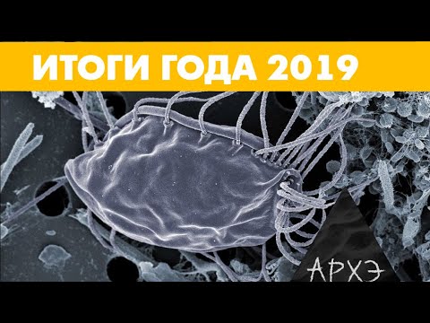 Видео: Александр Марков: "Открытия в эволюции. Итоги 2019 года"