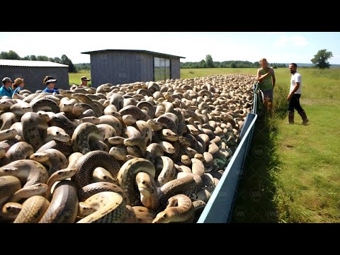 Видео: Почему в США Не Едят Миллионы Змей?