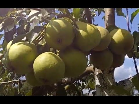 Видео: Просто Мария и Патен, осенние сорта груши.