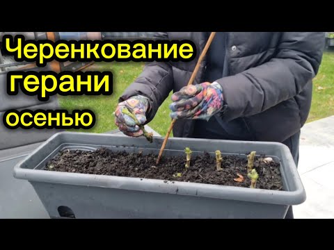 Видео: Черенкование герани ( пеларгонии) осенью 🌸 Мой секрет, как сохранить и приумножить кусты до весны!