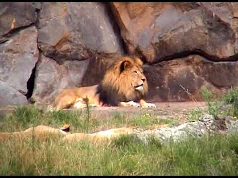 Видео: Берлинский зоопарк. Berlin Zoo