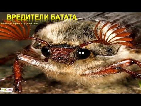 Видео: Вредители батата. Часть первая