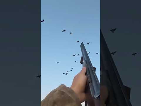 Видео: Охота на гуся в Казахстане #охота2025 #goose #охота #гусь