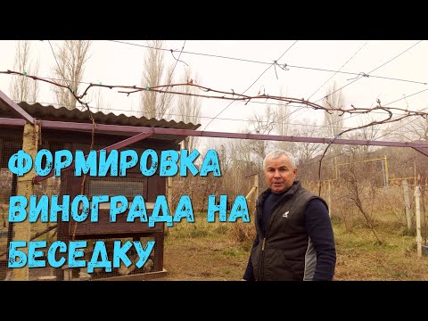 Видео: Формировка винограда на беседку(1часть).
