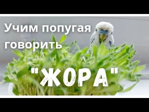 Видео: Учим попугая говорить "Жора"