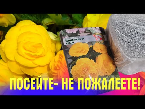 Видео: ЛЮБИМОЕ РАСТЕНИЕ! Показываю как ПРАВИЛЬНО ПОСЕЯТЬ БЕГОНИЮ