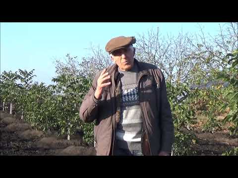 Видео: Прав ли Страдивари???  Октябрь 2017