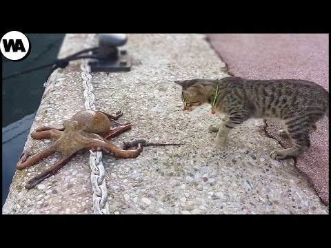 Видео: Чем Питается Домашняя Кошка, Если Она Оказывается На Улице?