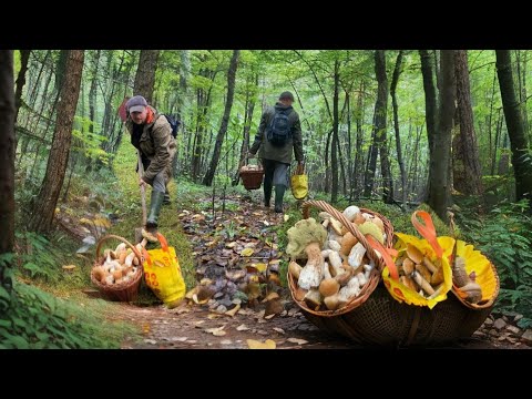 Видео: ОЦЕ!! НАКОПАВ ПІВКІЛОГРАМОВИХ БІЛИХ ГРИБІВ! ЩО 😮 ДВА 2️⃣ КРОКИ 🍄‍🟫 ГРИБ!!! А ТУТ ВЗАГАЛІ ТРУБА 🎺