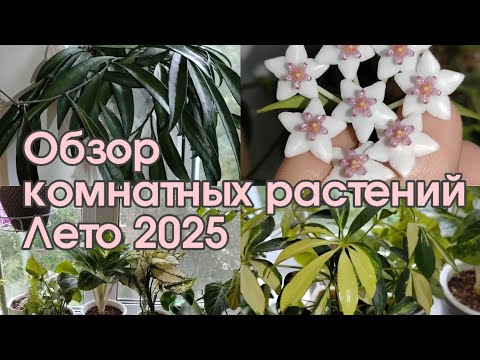 Видео: Обзор комнатных растений | Лето 2025