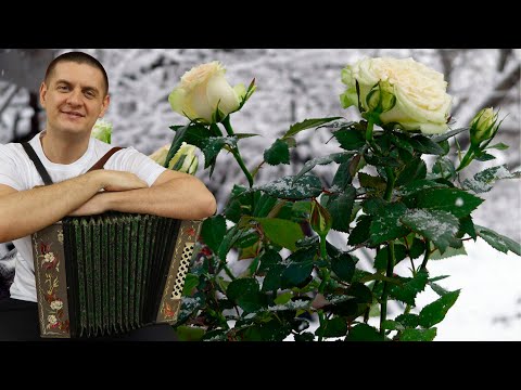Видео: БЕЛЫЕ РОЗЫ ПОД ГАРМОНЬ | ЛАСКОВЫЙ МАЙ КАВЕР