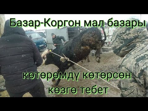 Видео: Базар- Коргон мал базар #баасы бүгүнкү