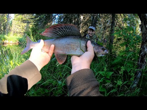 Видео: Крупный хариус на спиннинг в июльскую жару.