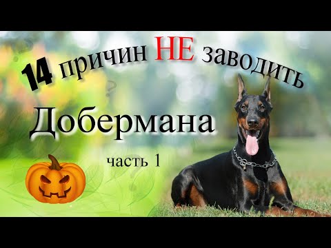 Видео: Доберман. Надо ли заводить?