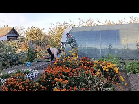 Видео: Готовим грядки под чеснок. Осень 2024