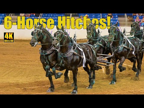 Видео: Конный заезд на шесть лошадей от Western States Draft Horses на благотворительном конном шоу Caro...