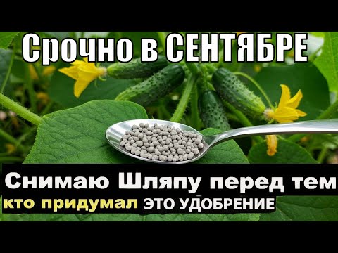 Видео: Как спасти огурцы в Сентябре от болезней и получить огромный урожай?